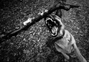 dog bite lawyer Baton Rouge LA